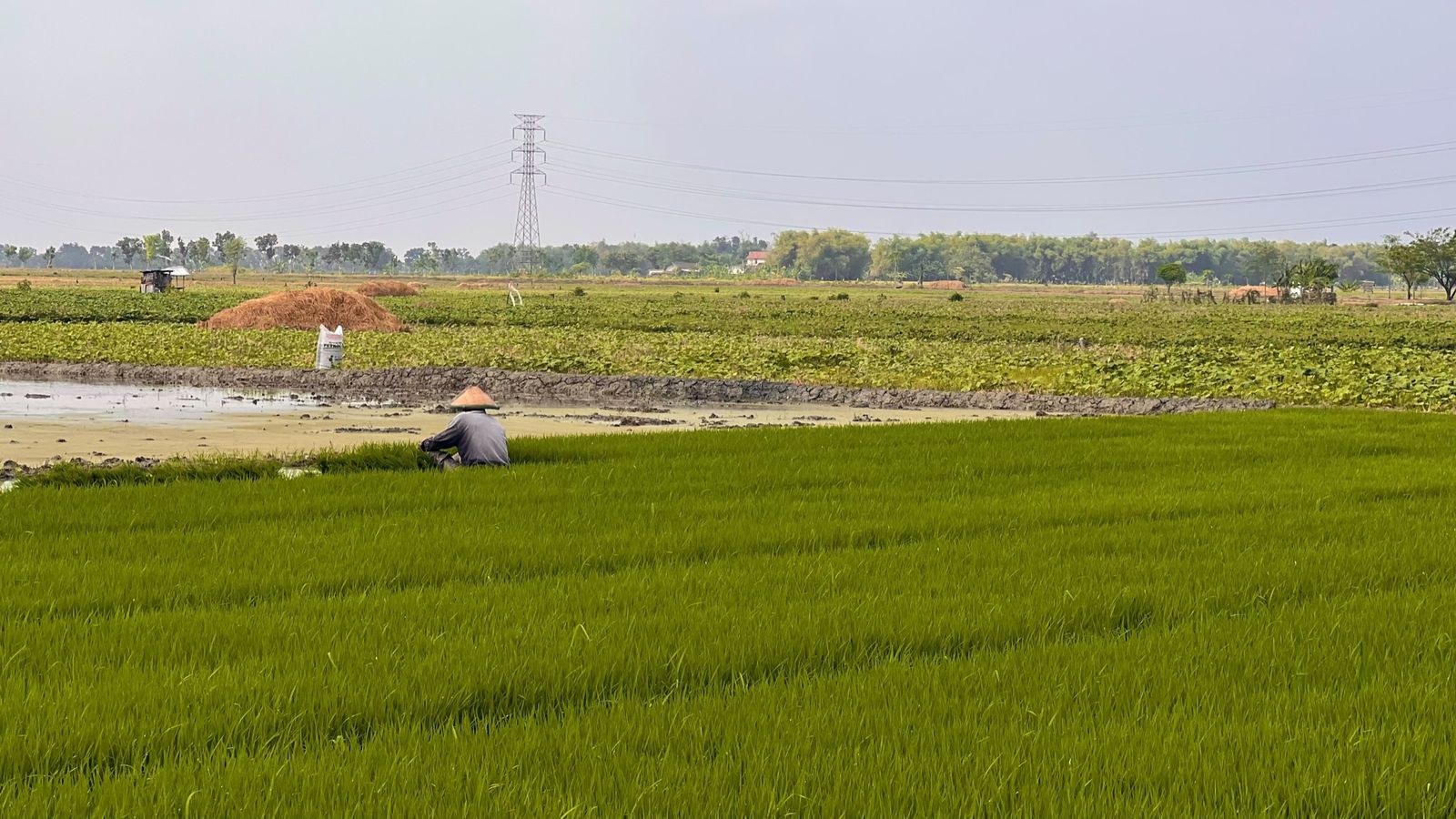 Petani menanam padi di persawahan Desa Kabunan
